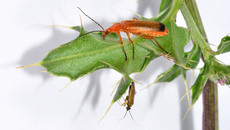 Roter Weichkäfer_6.jpg